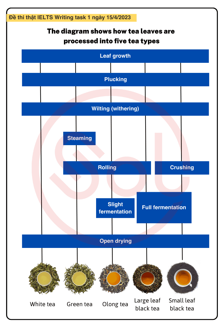 Bài mẫu IELTS Writing task 1 Process: Quy trình sản xuất 5 loại trà